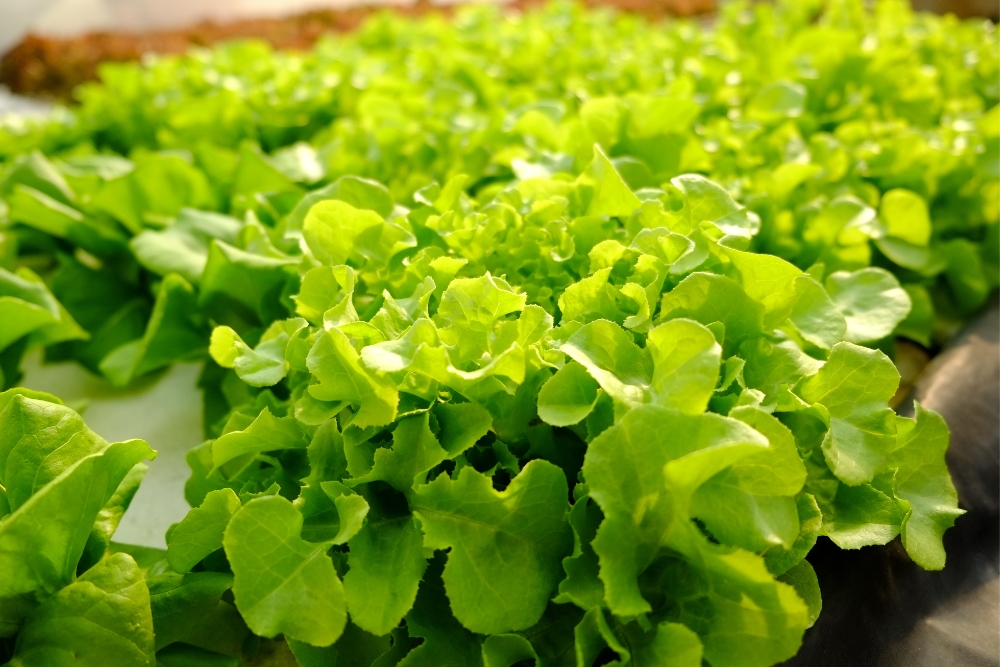 ผักกาดเขียว-0